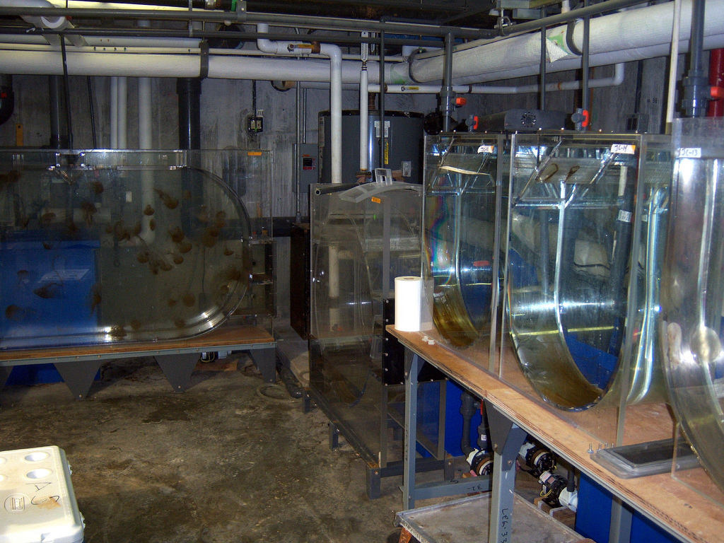 Behind-the-Scenes 2008 - Jellyfish Holding