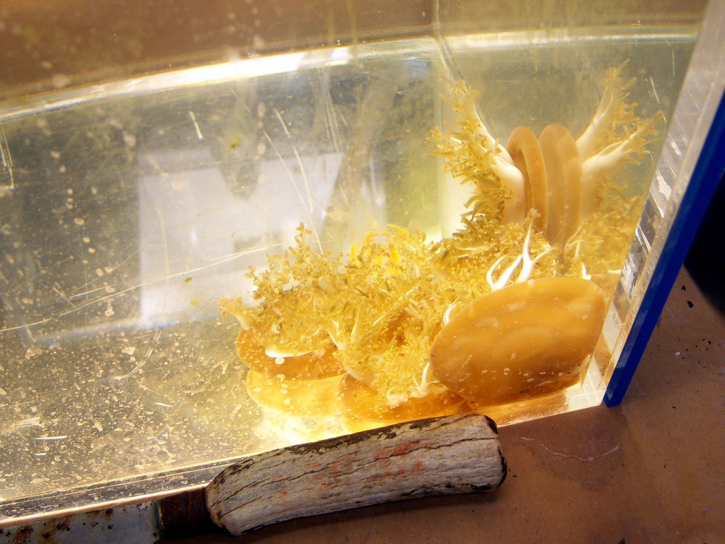 Behind-the-Scenes 2008 - Upside-down Jellyfish