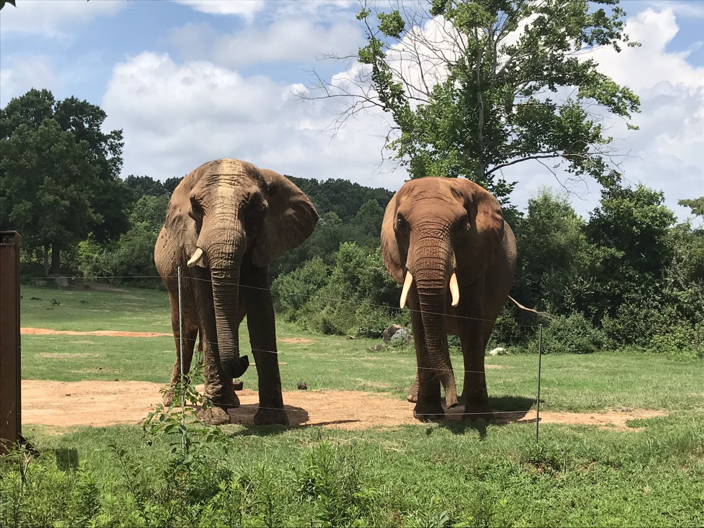 Behind the Scenes: African Elephants "Batir" and "Tonga"