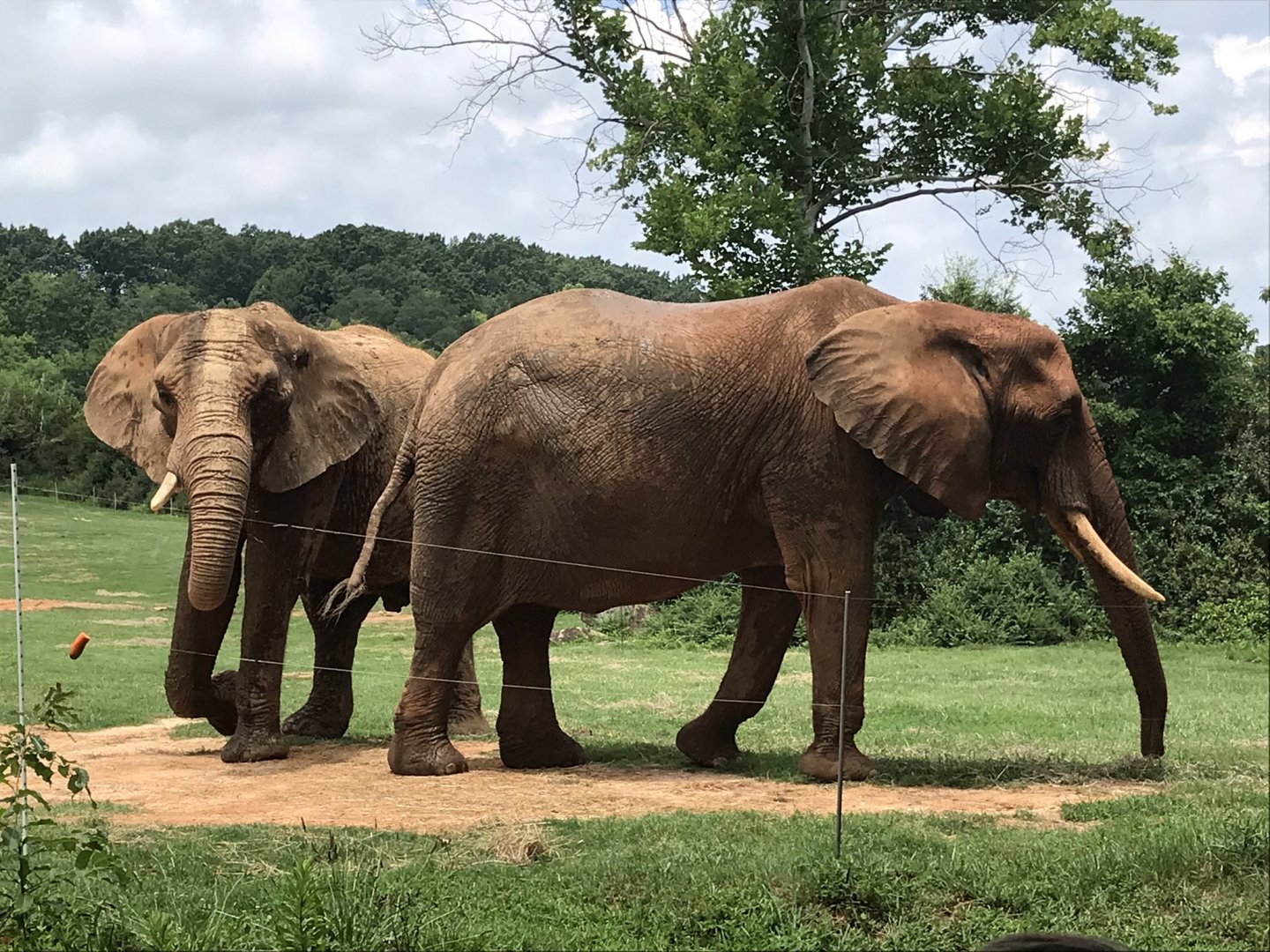 Behind the Scenes: African Elephants "Batir" and "Tonga"