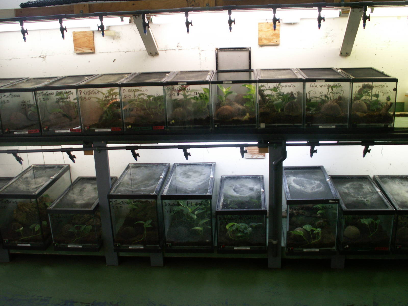 Behind the scenes amphibians collection and breeding