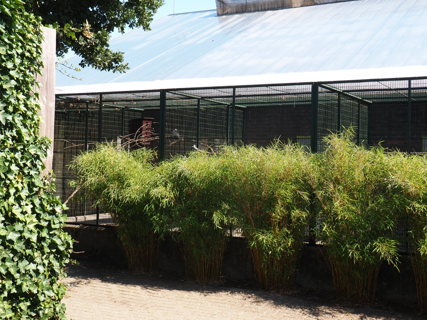 Behind-the-scenes aviaries (Sep 2nd, 2018)