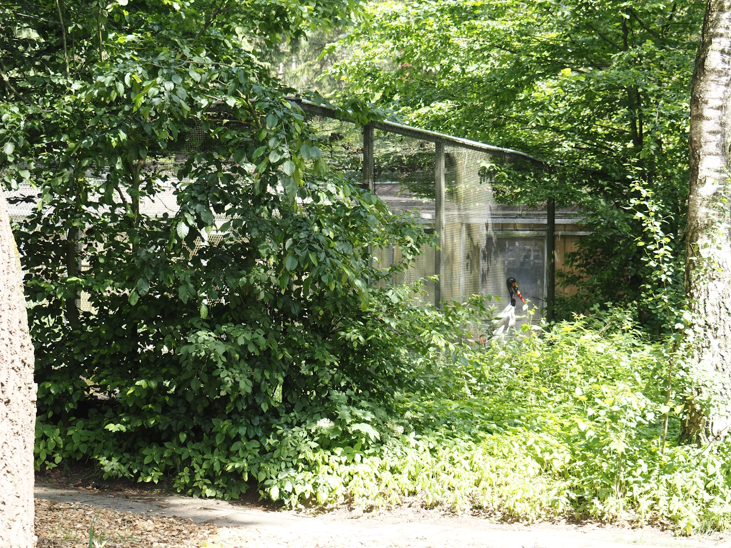 Behind-the-scenes aviary with saddle-billed stork, seen from the access to the 'Blick hinter den Kulissen' area, 2024-05-23