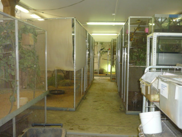 Behind the scenes: Bird section