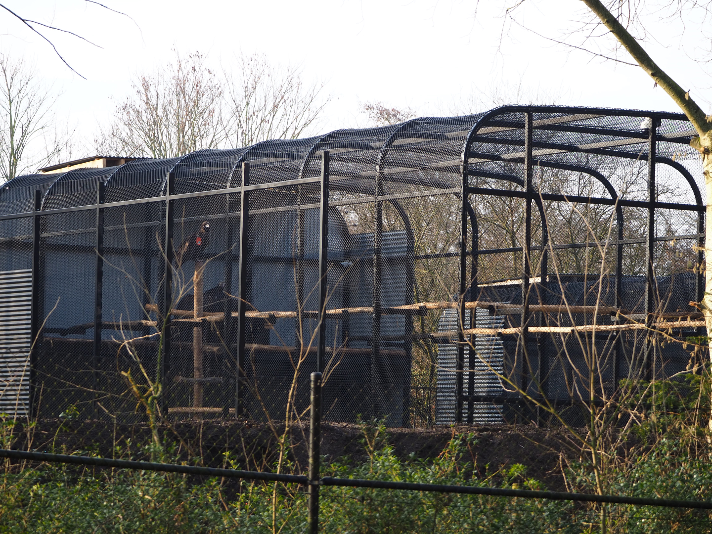 Behind the scenes breeding aviary for Cinereous vultures,