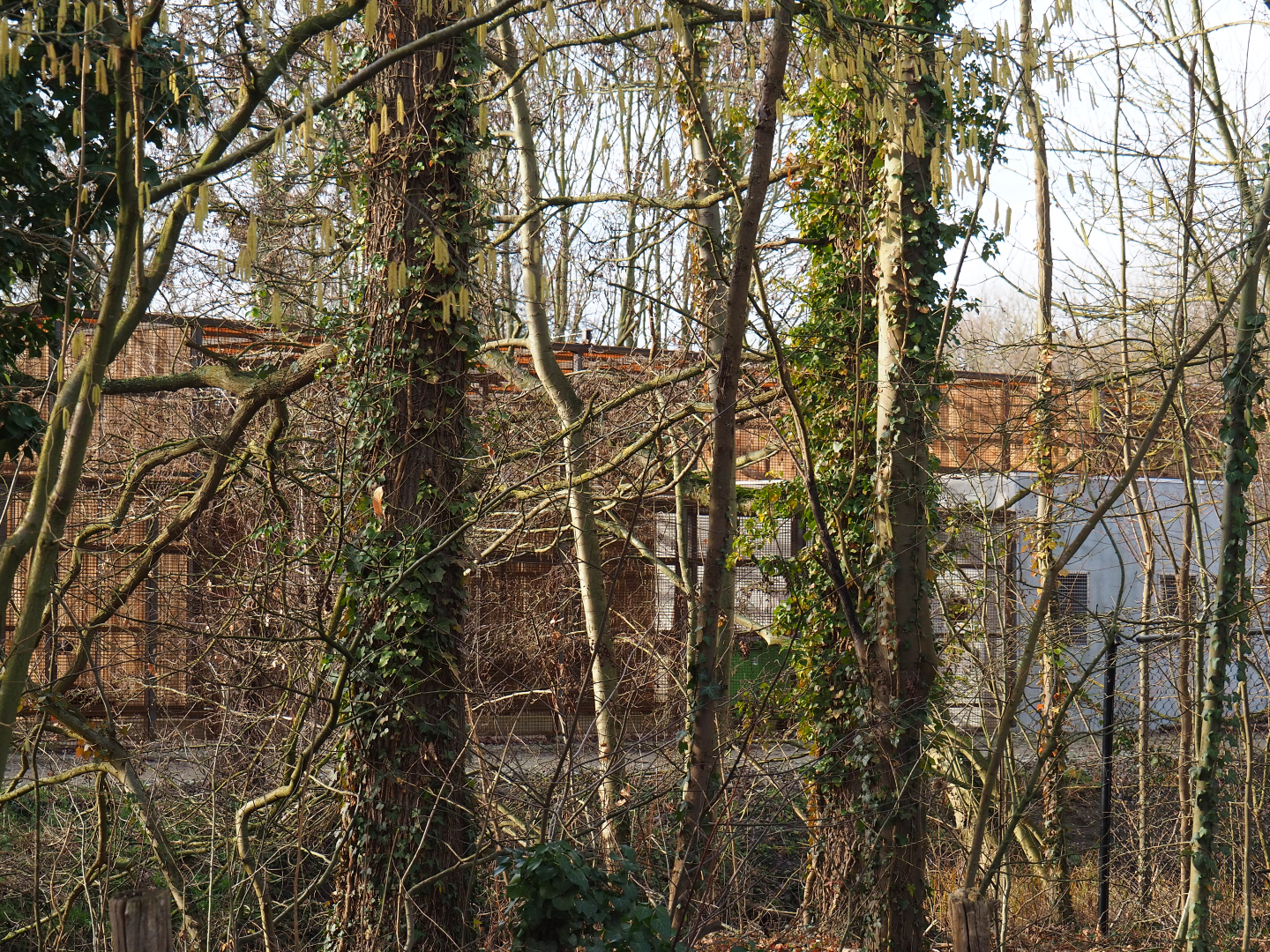 Behind the scenes cage for animals from Antwerp, 2020-01-11