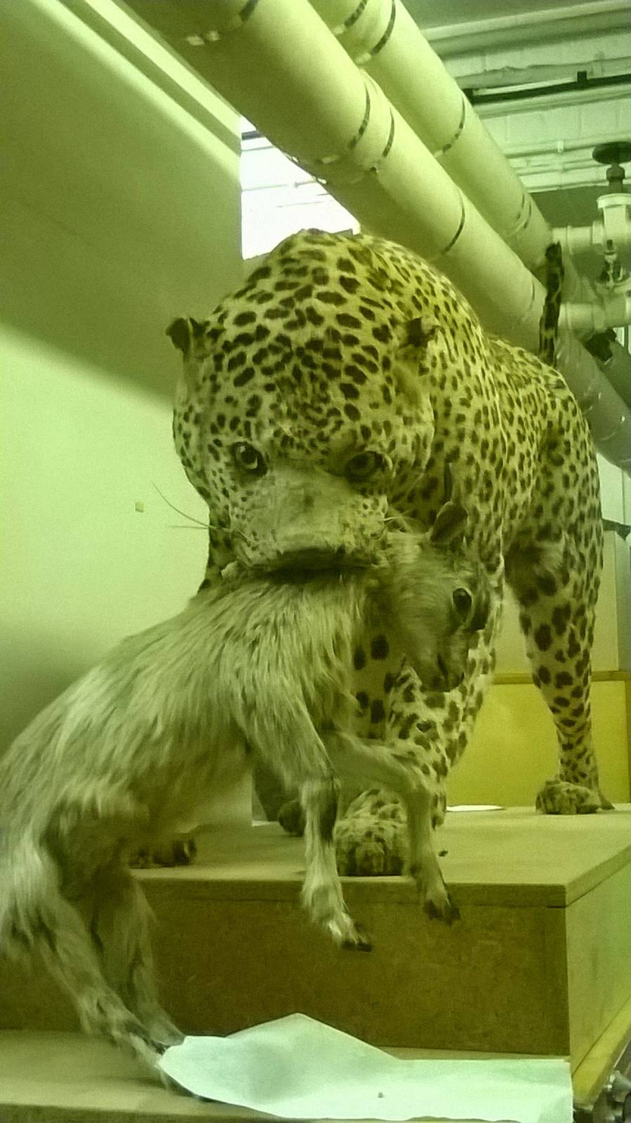 behind the scenes City of Bristol Museum