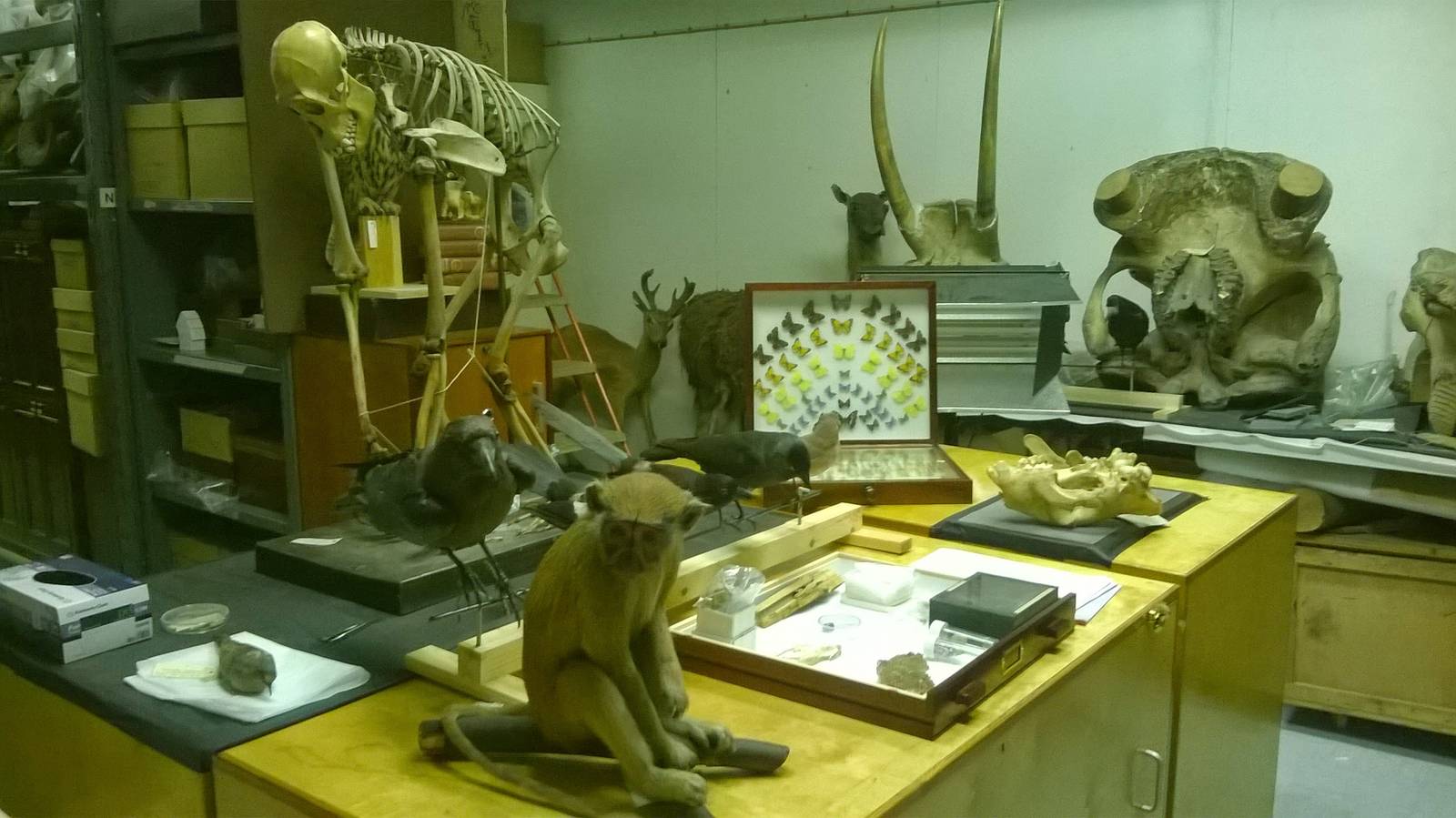 behind the scenes City of Bristol Museum