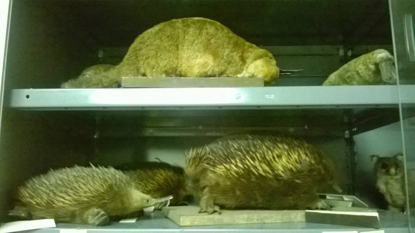 behind the scenes City of Bristol Museum