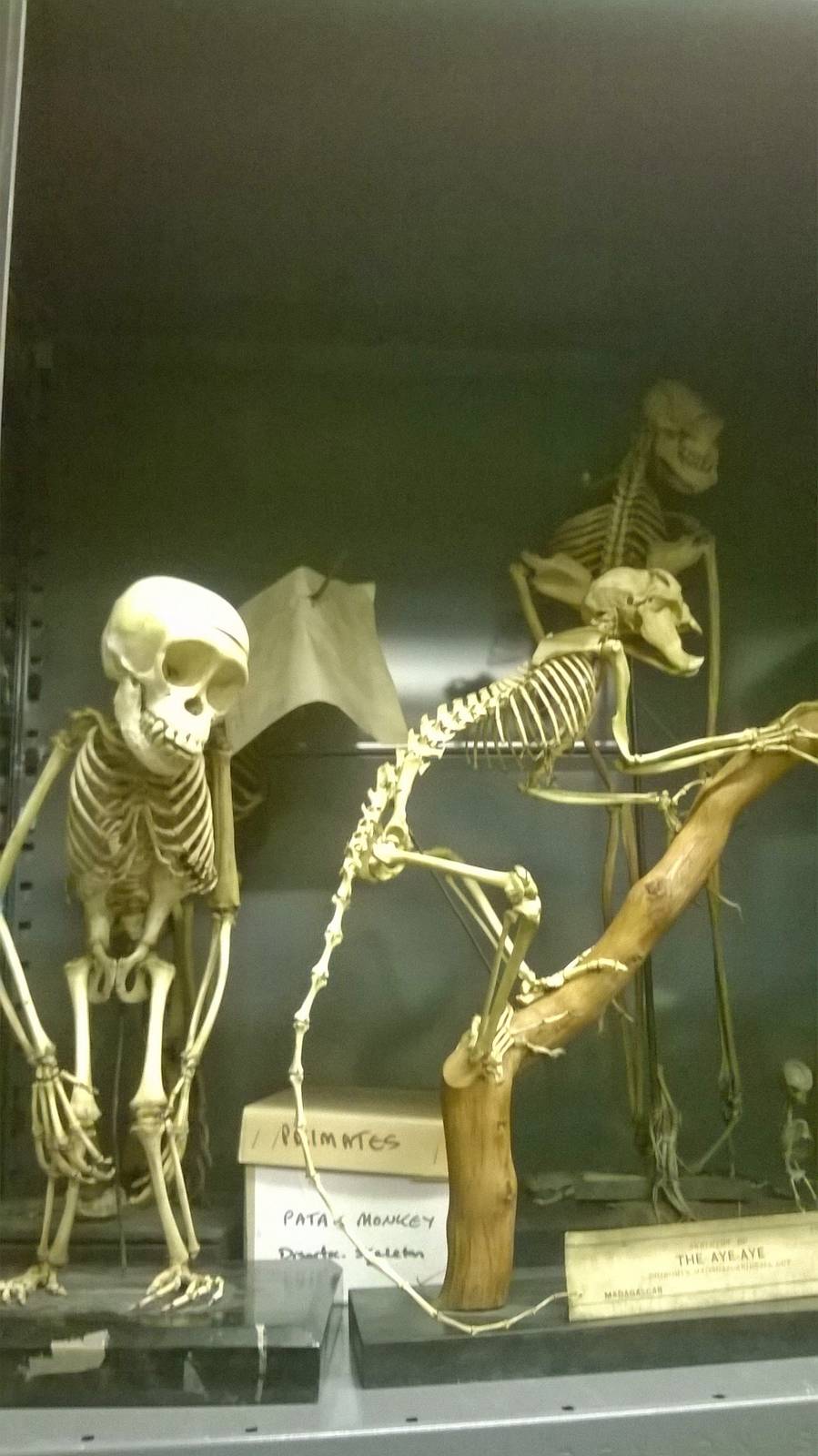 behind the scenes City of Bristol Museum