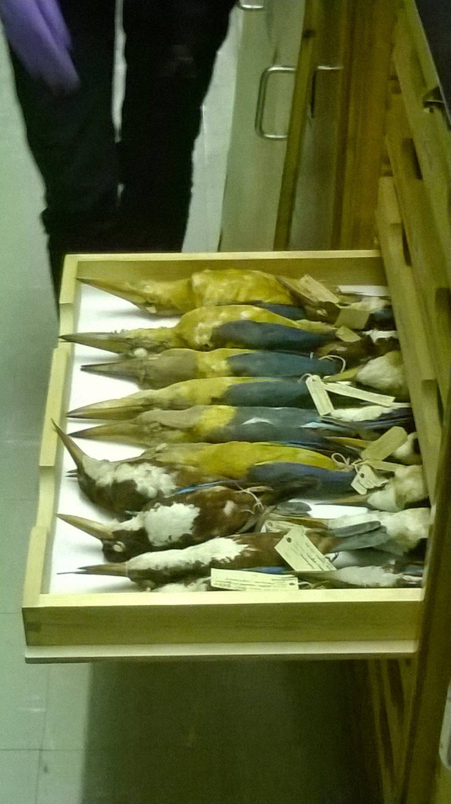 behind the scenes City of Bristol Museum