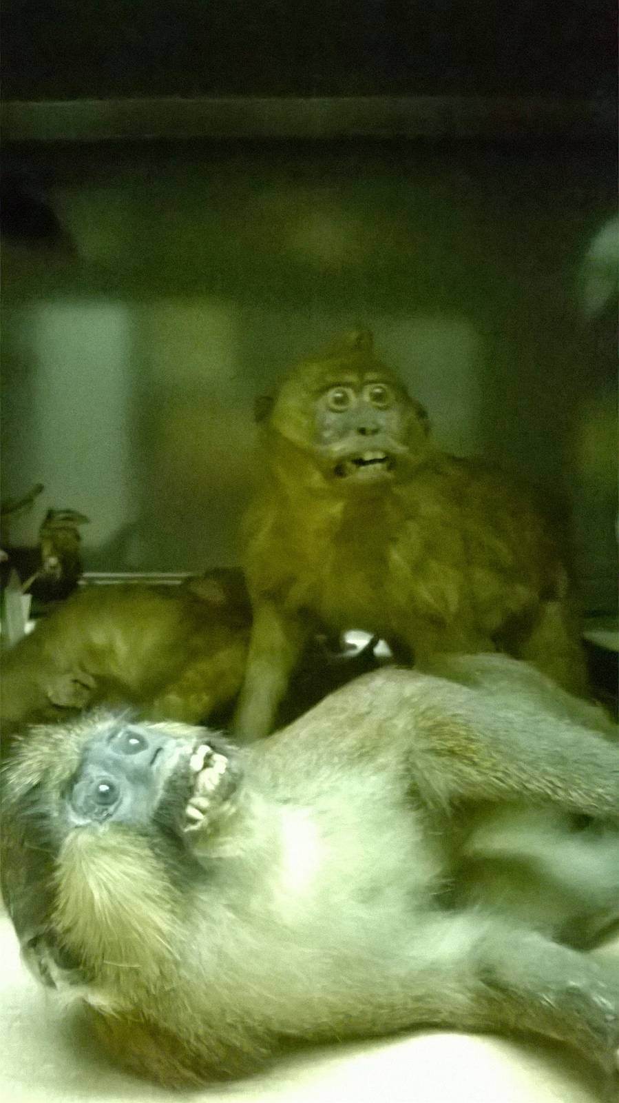 behind the scenes City of Bristol Museum