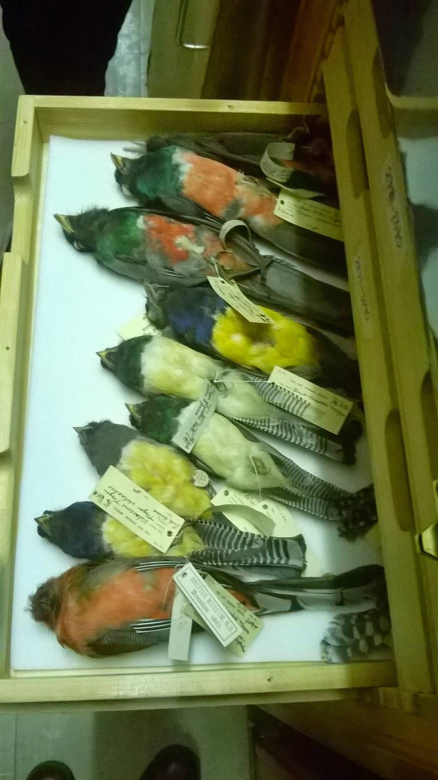 behind the scenes City of Bristol Museum