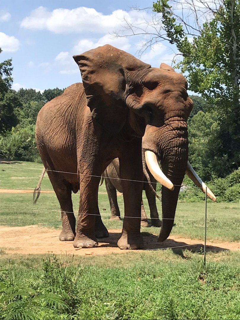 Behind the Scenes: C'Sar