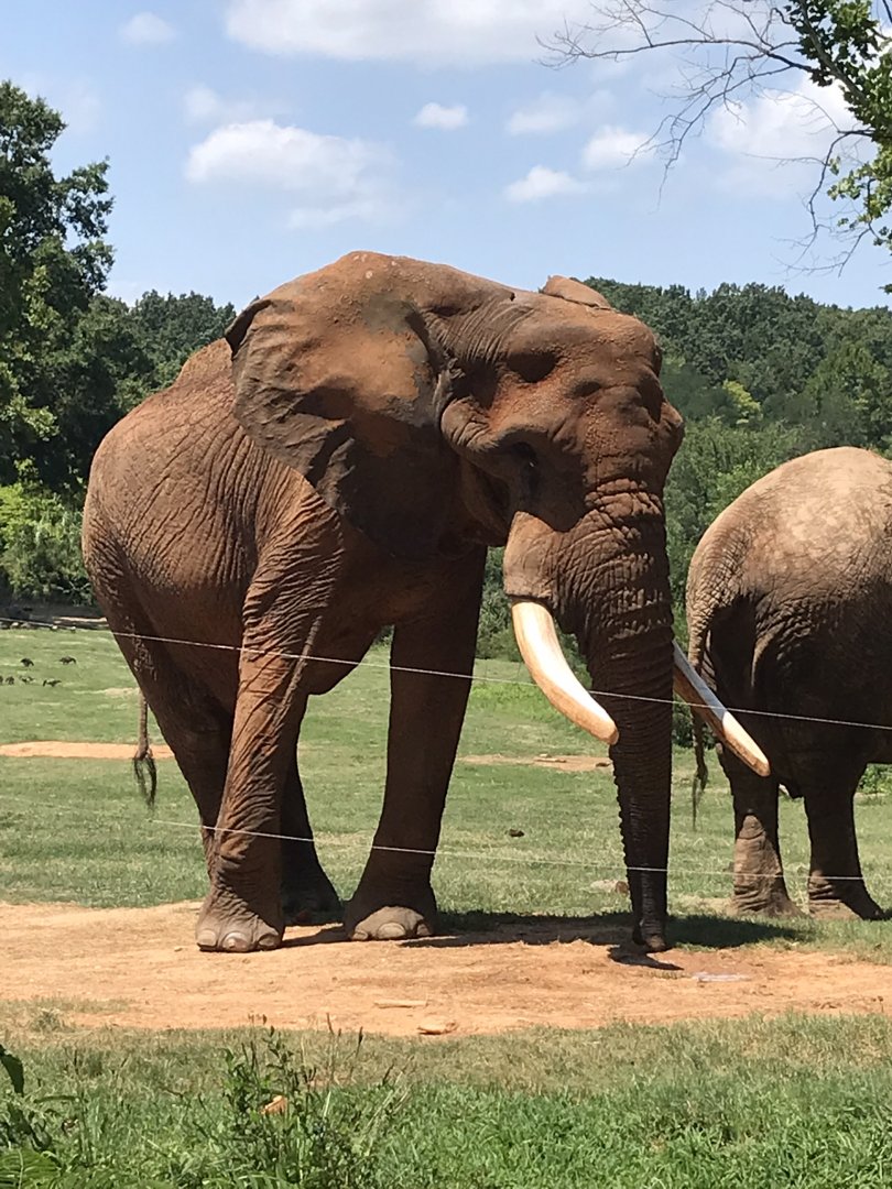 Behind the Scenes: C'Sar