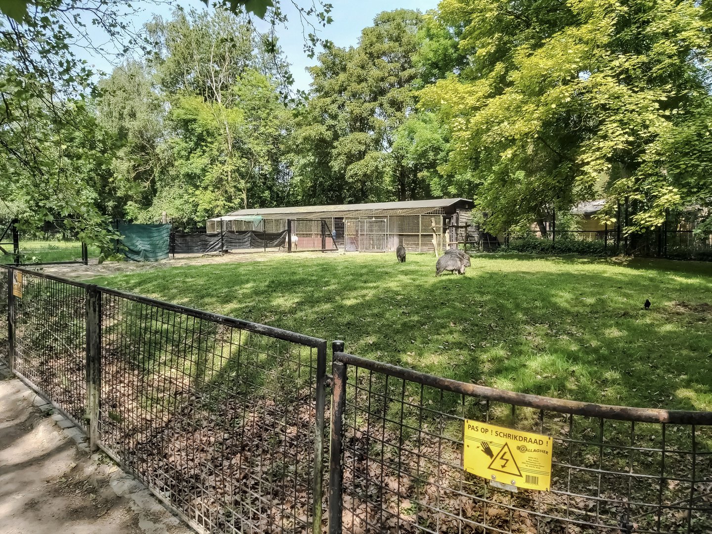 Behind the scenes - enclosure for Chacoan peccaries