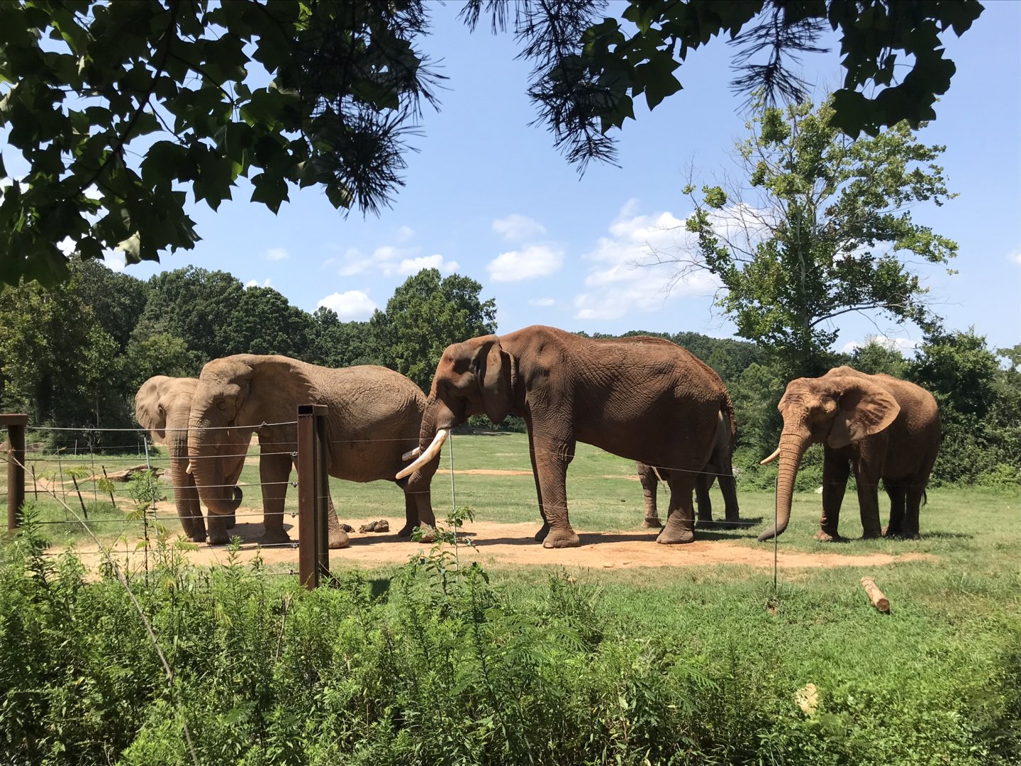 Behind the Scenes: Female Elephants and C'Sar