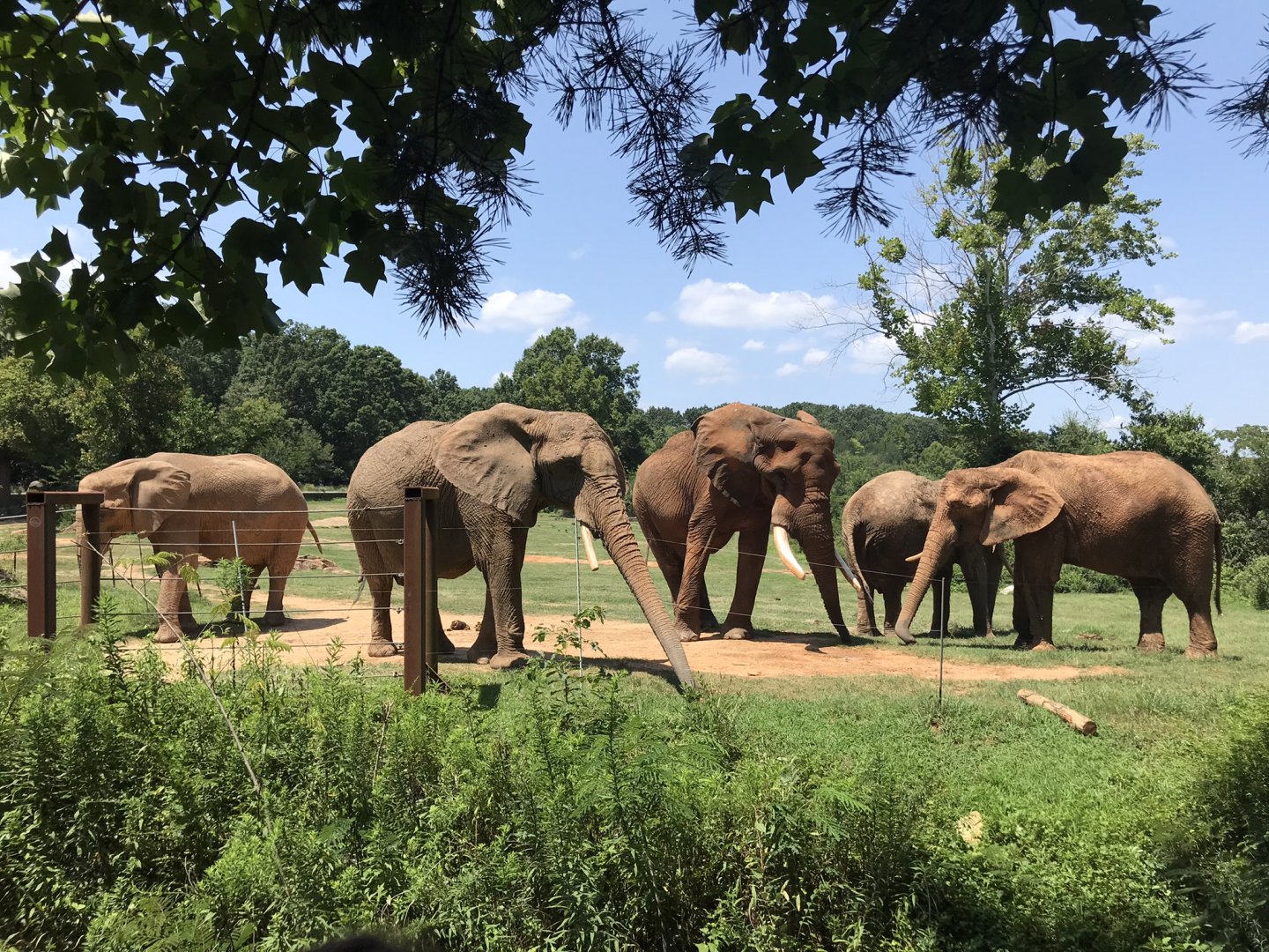 Behind the Scenes: Female Elephants and C'Sar