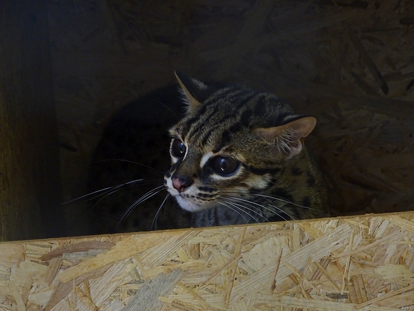 Behind the scenes; female Palawan Tiger Cat