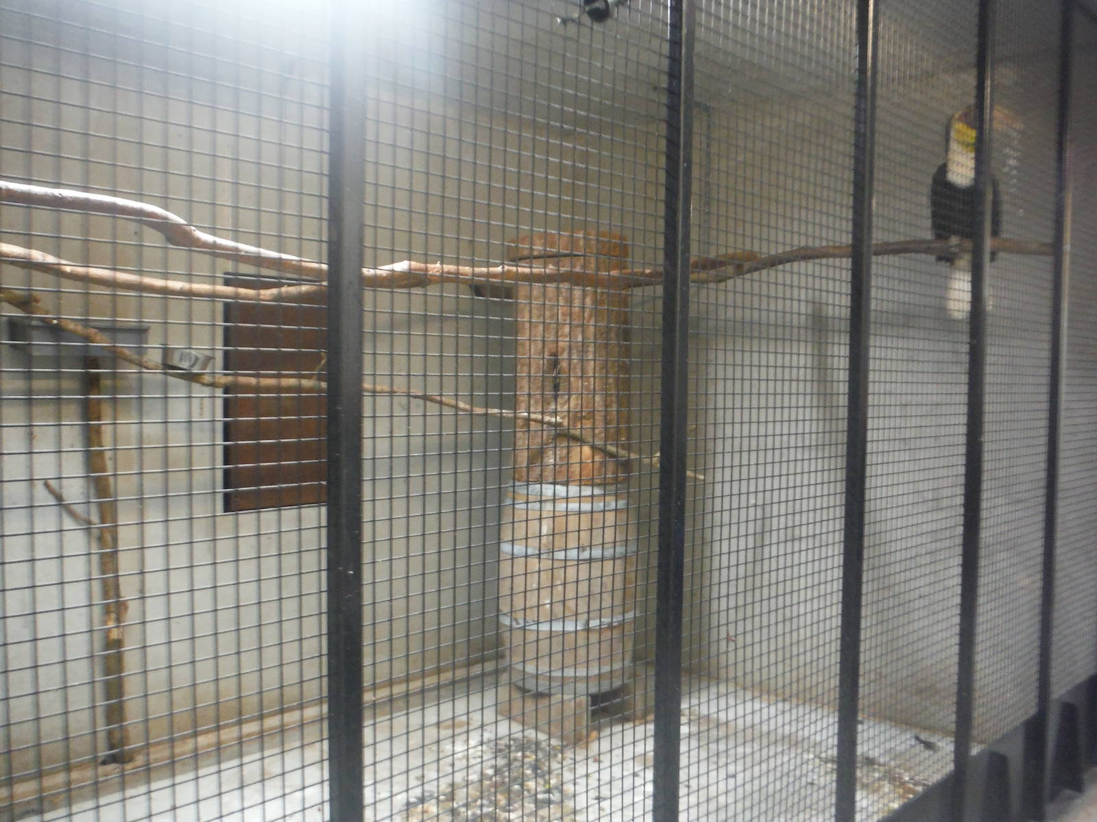 Behind The Scenes - Hornbills