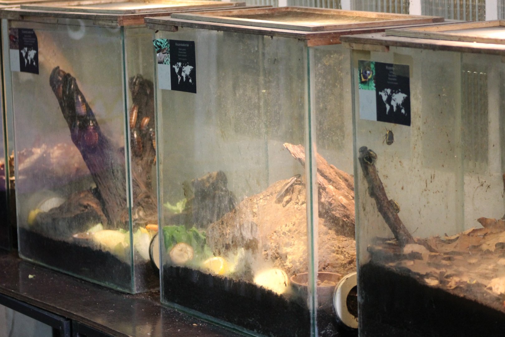 Behind-the-scenes : Invertebrate enclosures