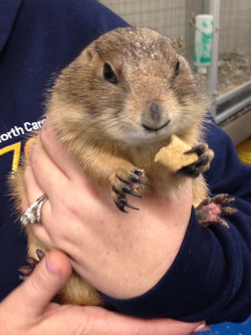 Behind the Scenes - KidZone: Black-Tailed Prairie Dog