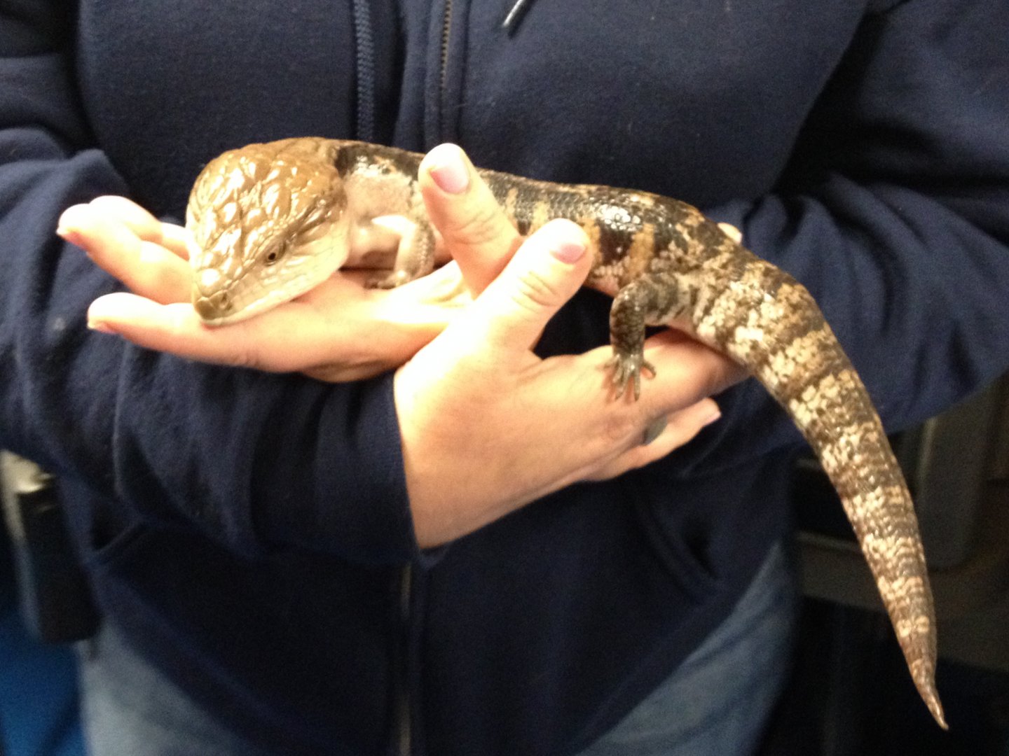 Behind the Scenes - KidZone: Blue-Tongued Skink