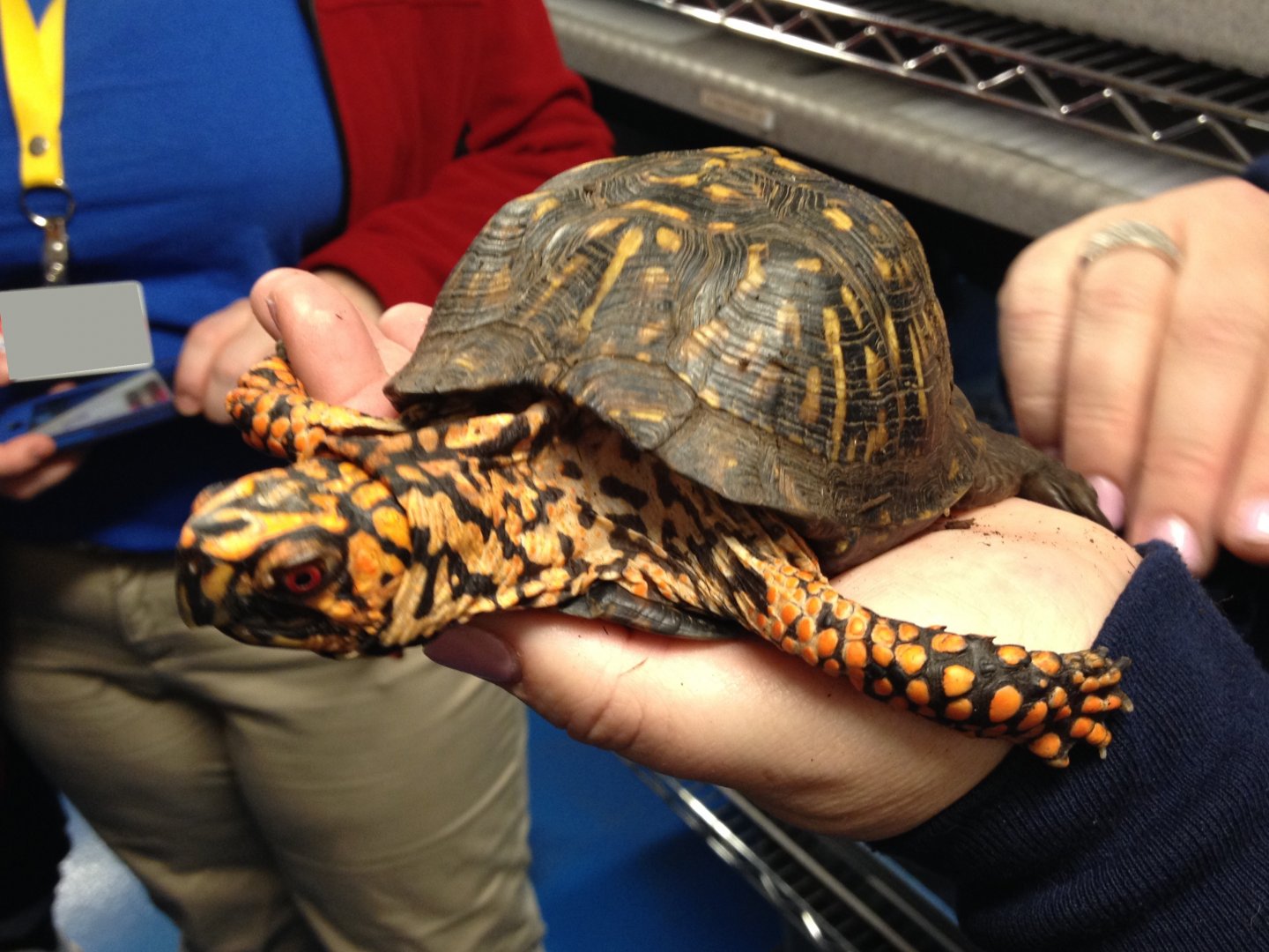 Behind the Scenes - KidZone: Eastern Box Turtle