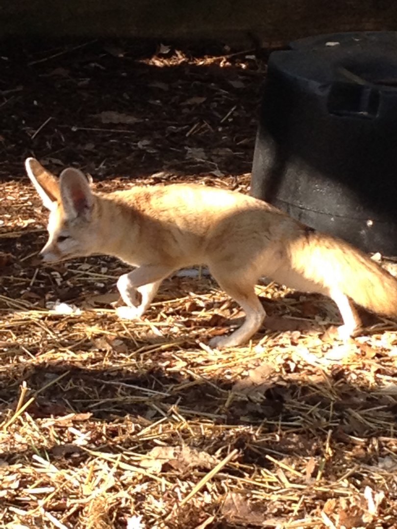 Behind the Scenes - KidZone: Fennec Fox