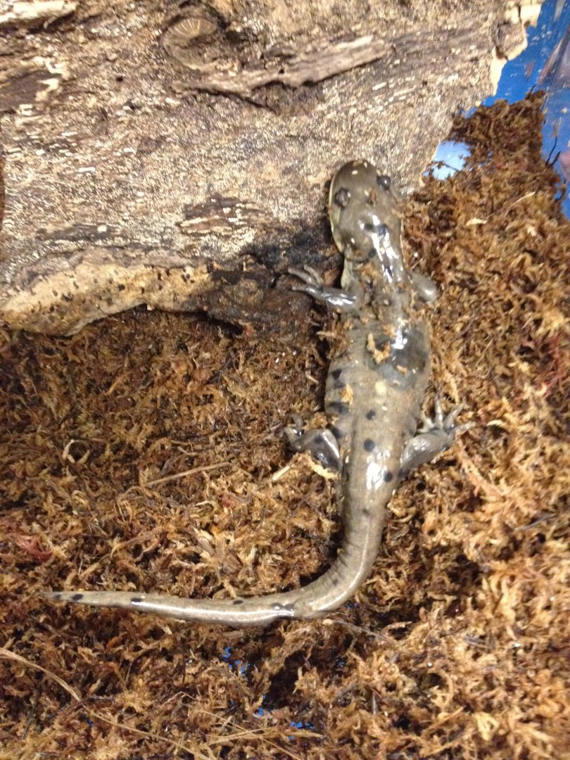 Behind the Scenes - KidZone: Tiger Salamander