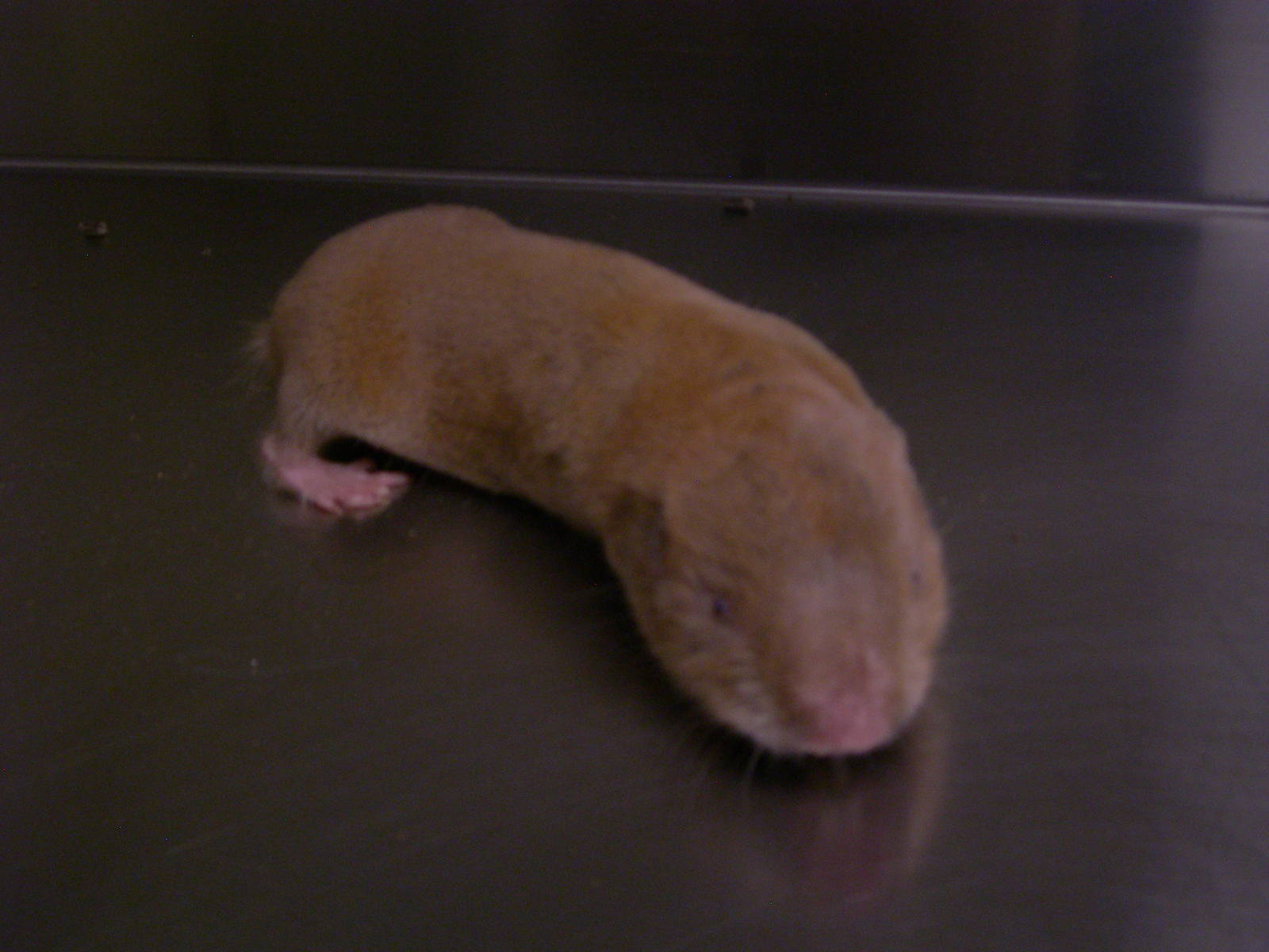 Behind the scenes look at the Zambian Giant Mole Rat