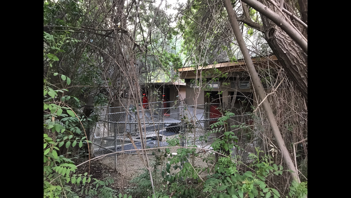 Behind the Scenes Mountain Tapir Exhibit + Second Tapir