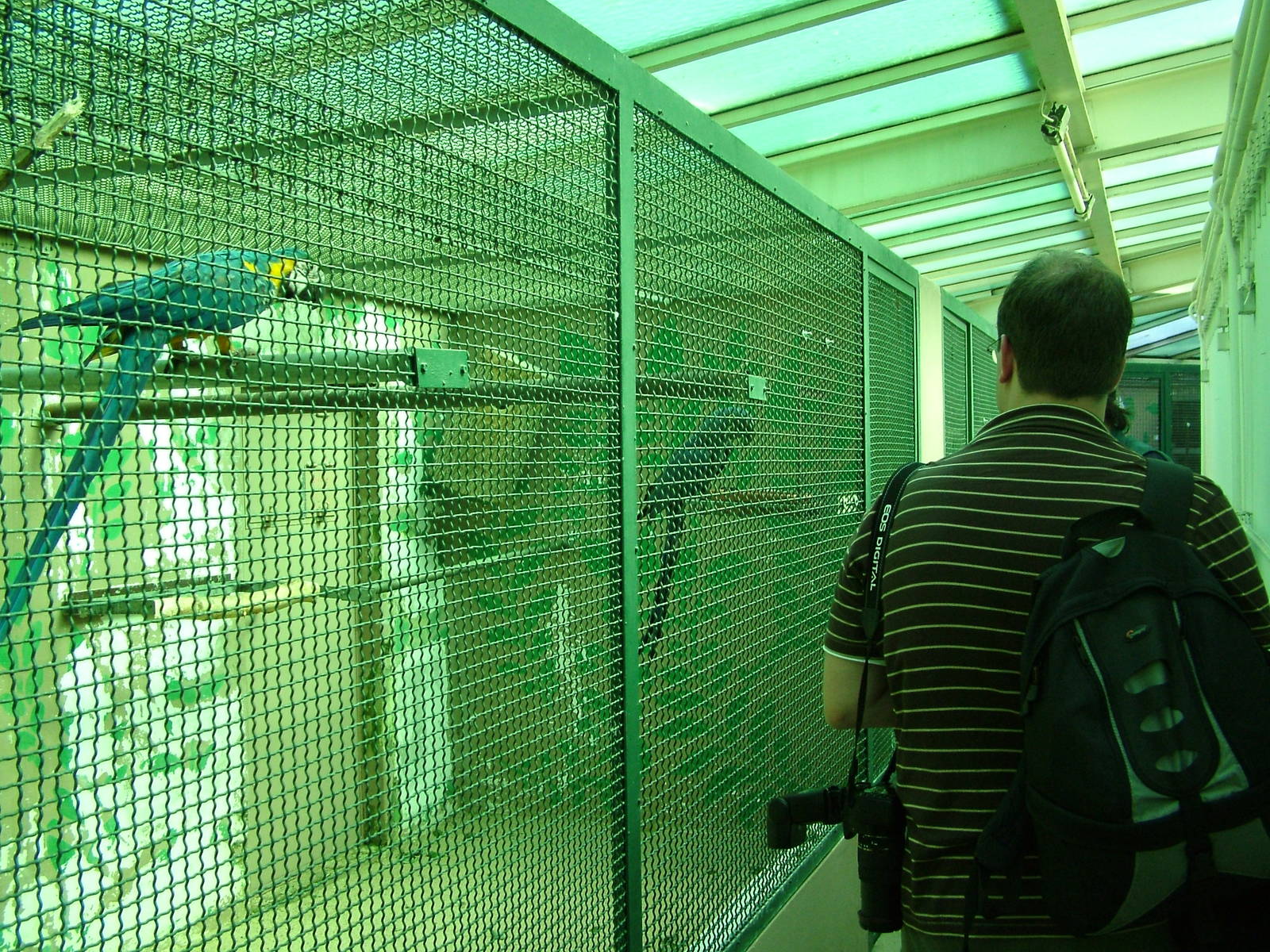 Behind the Scenes: Parrot House at Walsrode 2007