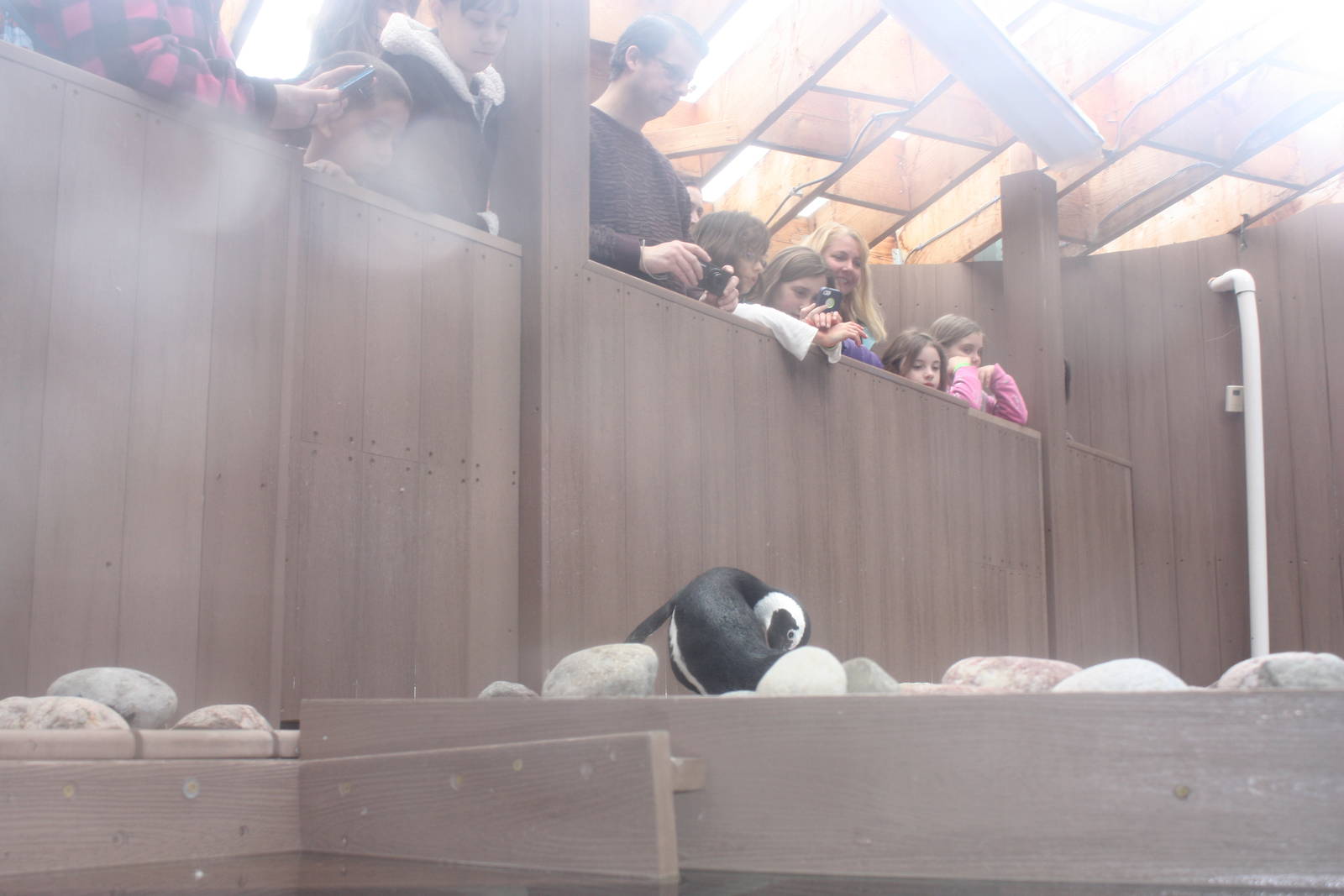 Behind-The-Scenes Penguin Program