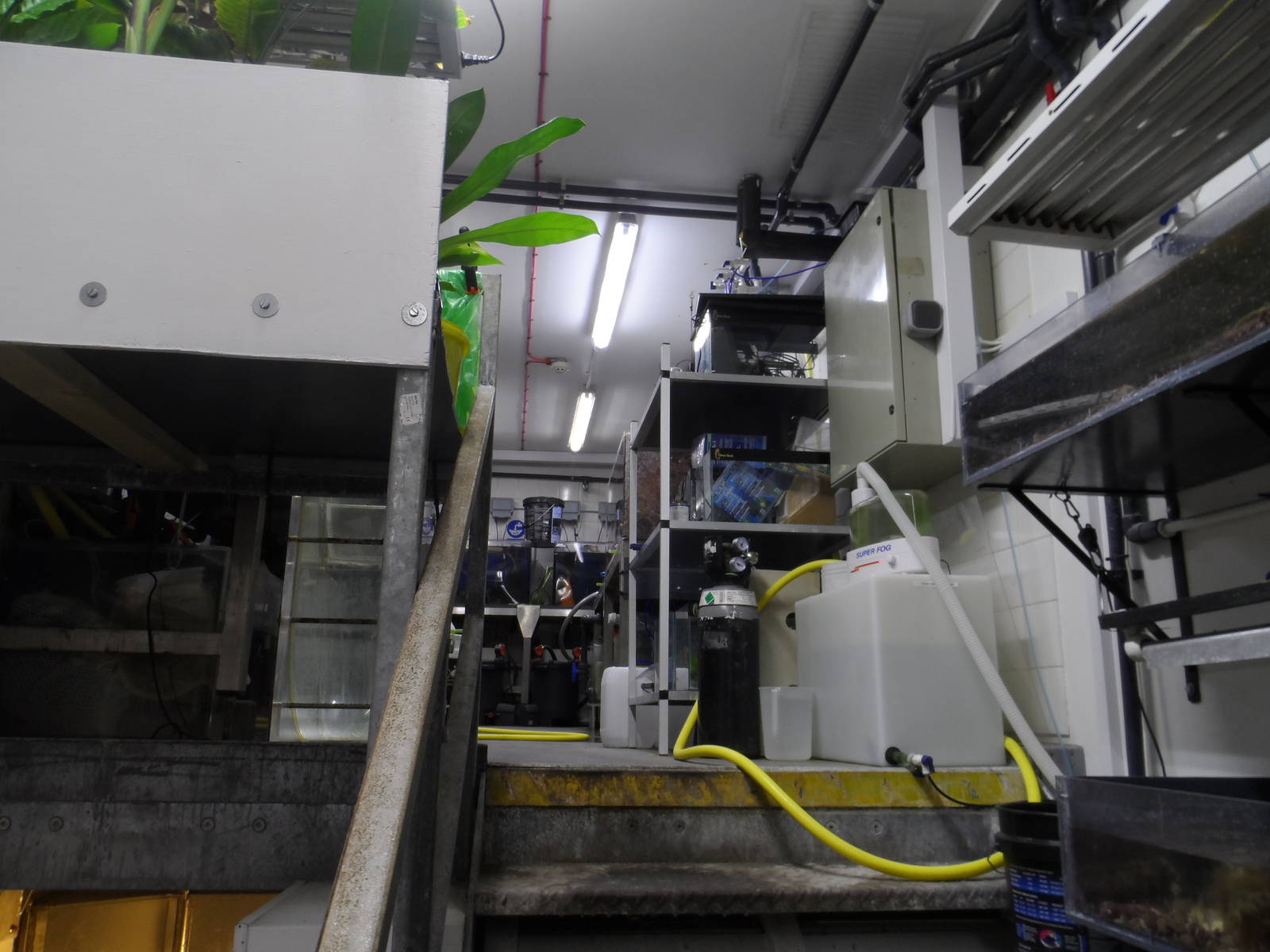 Behind-the-Scenes (Project Coral)