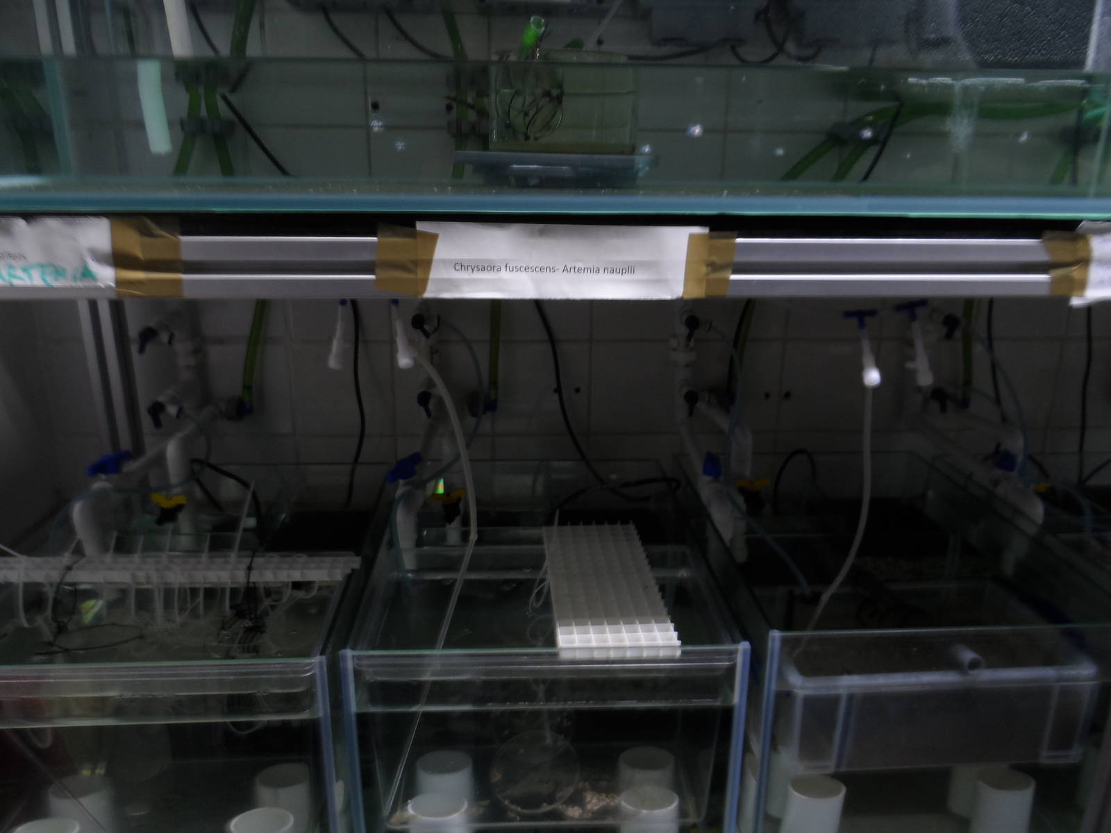 Behind-the-Scenes (Project Coral)