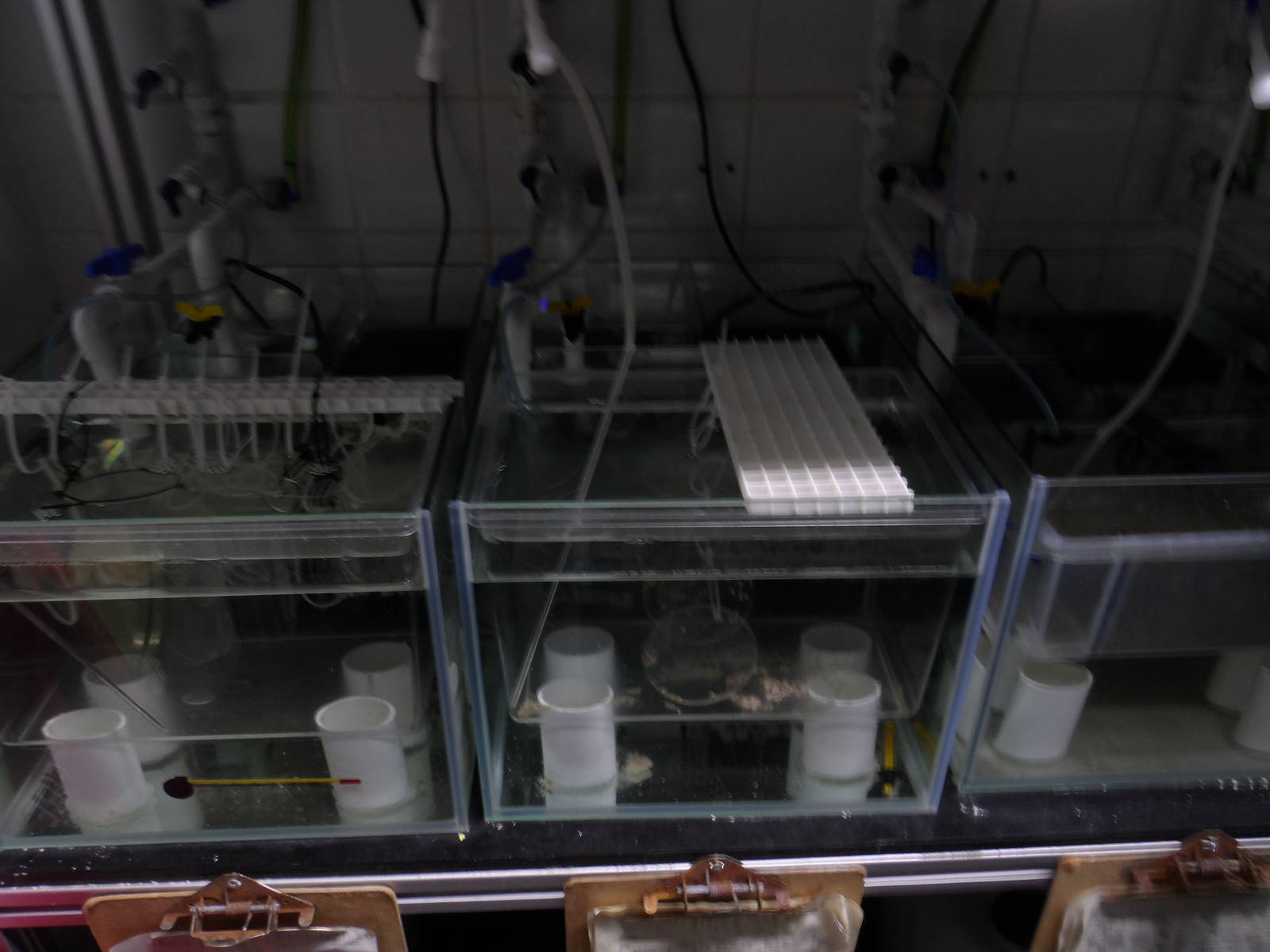 Behind-the-Scenes (Project Coral)