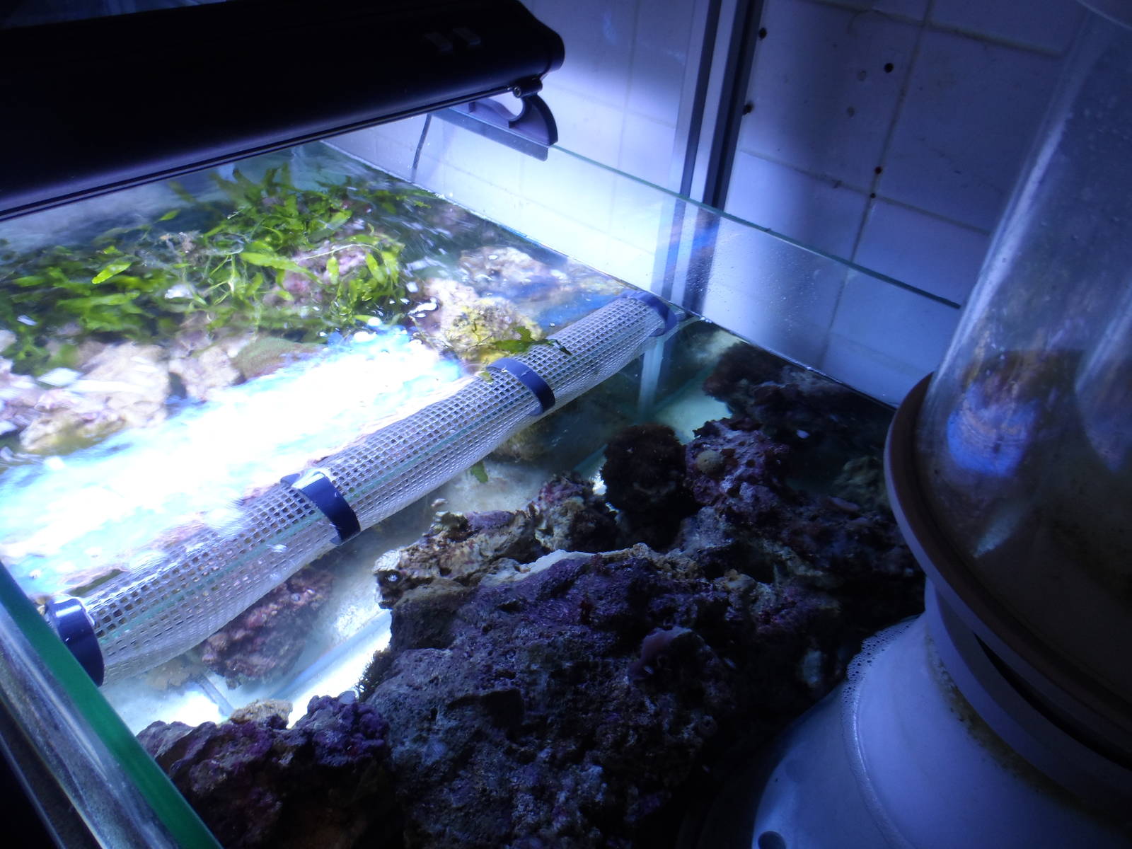 Behind-the-Scenes (Project Coral)