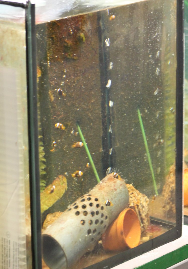Behind-the-scenes - raising-tank Clownfishes