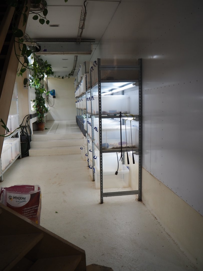 Behind-the-scenes reptile husbandry room, 2019-10-04