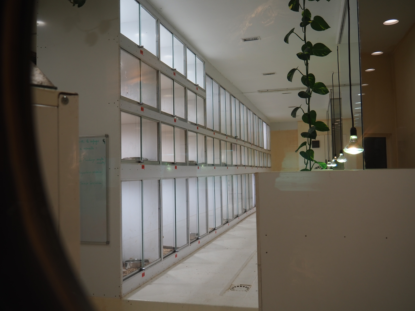 Behind-the-scenes reptile husbandry room, 2019-10-04