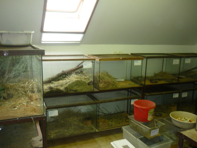 Behind the scenes: Rodents