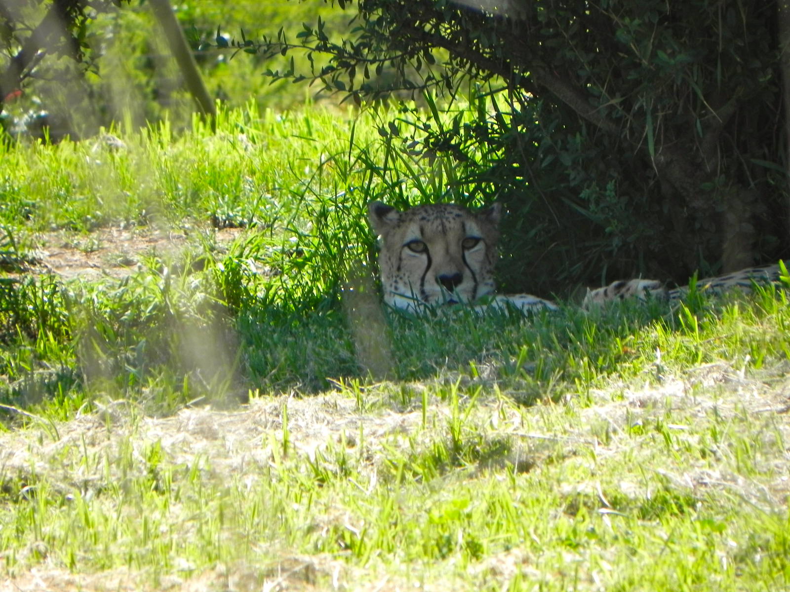 Behind the Scenes Safari Cats and Critters