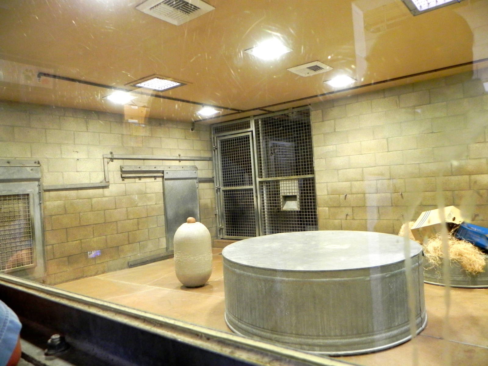 Behind the Scenes Safari Cats and Critters