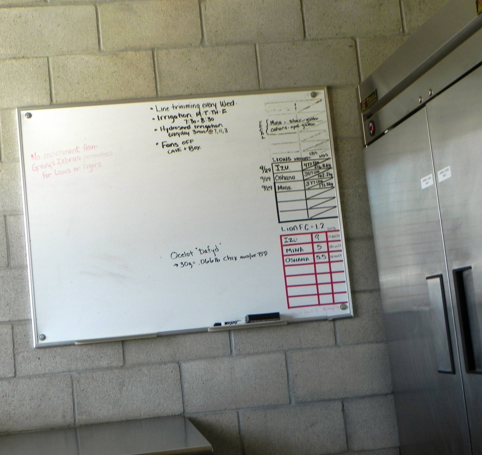 Behind the Scenes Safari Cats and Critters