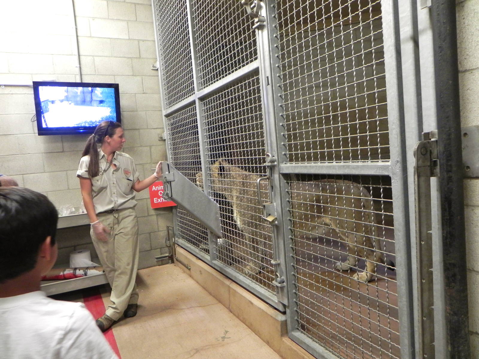 Behind the Scenes Safari Cats and Critters