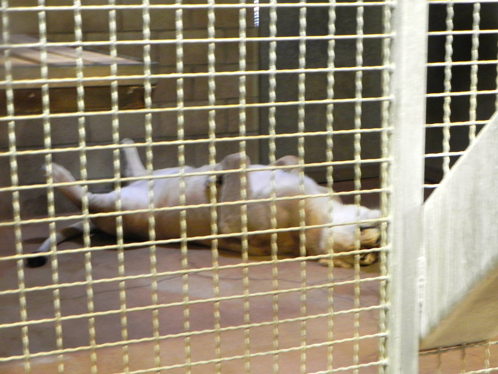 Behind the Scenes Safari Cats and Critters