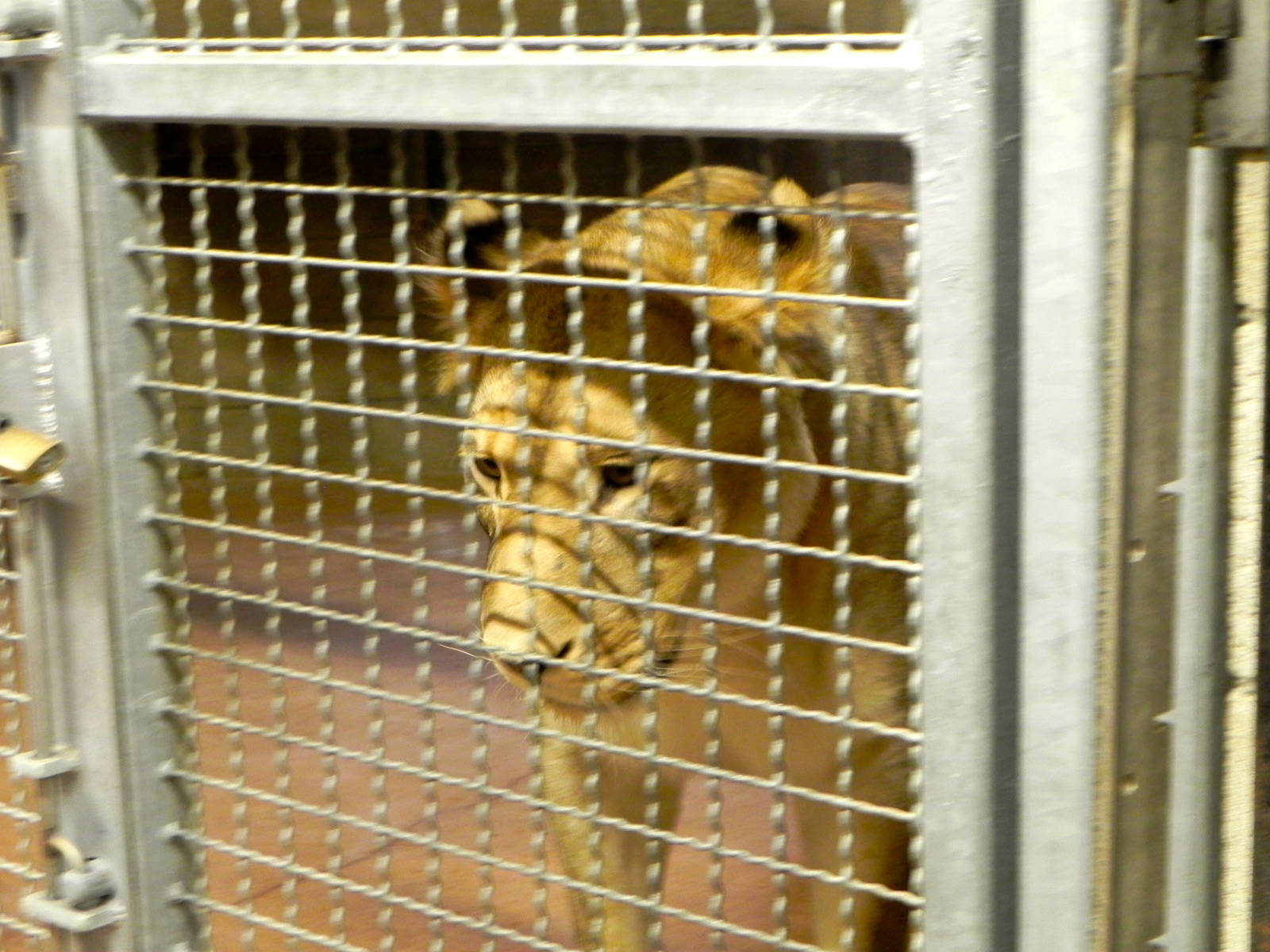 Behind the Scenes Safari Cats and Critters