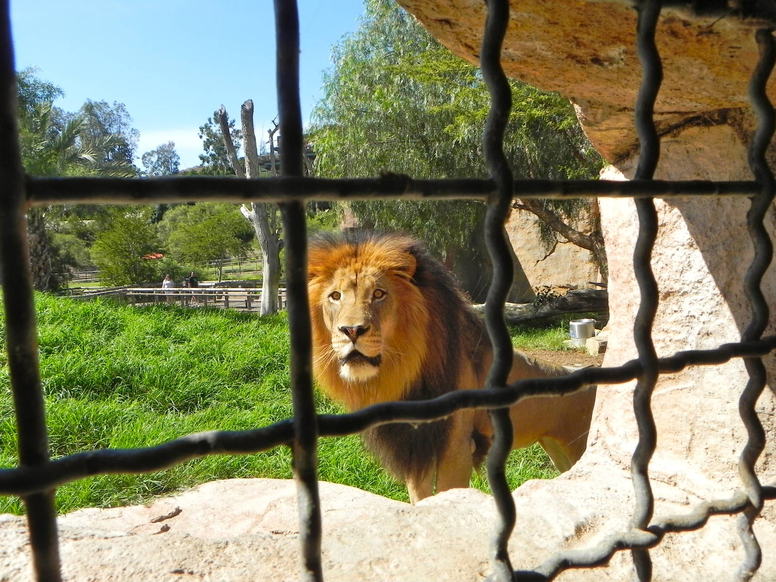 Behind the Scenes Safari Cats and Critters