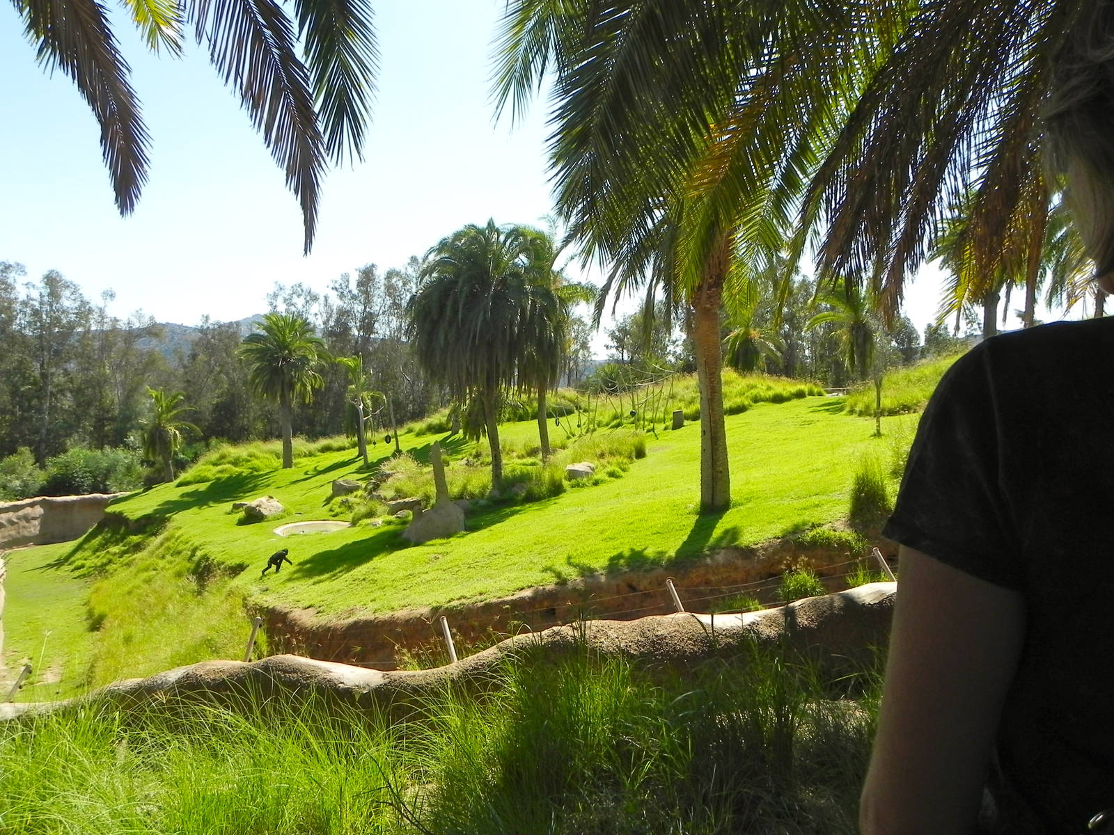 Behind the Scenes Safari Cats and Critters